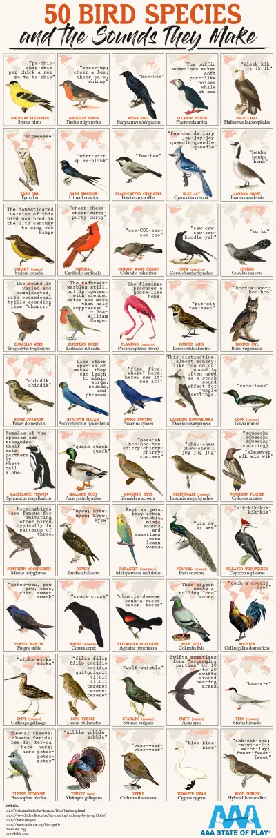 50 Bird Species and The Sounds They Make 50 Bird Species and The Sounds They Make